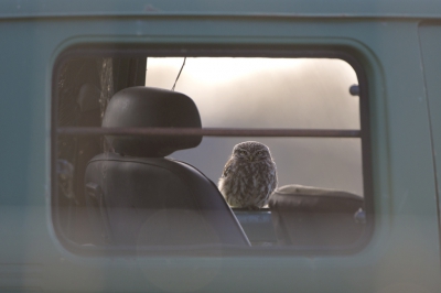 <i class='fa fa-user'></i>&nbsp;Kees van de Wege&nbsp;|   Steenuil&nbsp; <i class='fa fa-eye'>&nbsp;620</i> &nbsp;<i class='fa fa-thumbs-up'>&nbsp;15</i> &nbsp; <i class='fa fa-comment-o'>&nbsp;14</i>