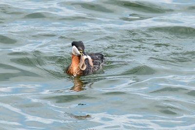 In april waren er 2 zeer zeldzame roodhalsfuten  bij de pieren van IJmuiden. Heel bijzonder om deze vogels te kunnen fotograferen. Ze zijn iets kleiner dan de gewone Nederlands fuut.