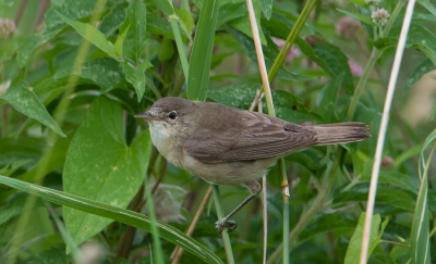 Deze, voor mij onbekende vogel, zat heel eventjes in de omgeving van de Poelruiter.
Formaat iets kleiner dan een spreeuw, kan hem niet thuis brengen, wie weet het?
Alvast bedankt, groeten Jaap