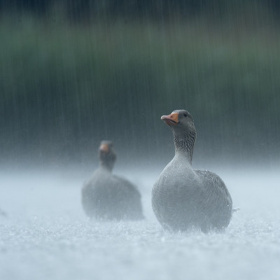 <i class='fa fa-user'></i>&nbsp;EV&nbsp;|   Grauwe Gans&nbsp; <i class='fa fa-eye'>&nbsp;338</i> &nbsp;<i class='fa fa-thumbs-up'>&nbsp;8</i> &nbsp; <i class='fa fa-comment-o'>&nbsp;7</i>