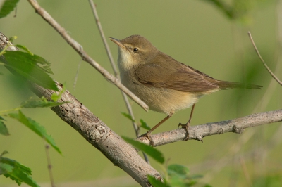 <i class='fa fa-user'></i>&nbsp;david&nbsp;|   Sykes' Spotvogel&nbsp; <i class='fa fa-eye'>&nbsp;244</i> &nbsp; <i class='fa fa-comment-o'>&nbsp;2</i>