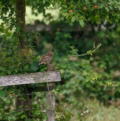 Begin april ben ik begonnen met bepaalde gebieden al wandelend te verkennen ivm. potentile steenuillocaties.

Ik heb er toen 2 gevonden. Regelmatig ben ik er, op behouden afstand, kijken geweest.

Nu wist ik dat ze er zaten, maar voor hetzelfde geld loop je er zo langs. Hier zie je ook goed hoe klein en gecamoufleerd ze eigenlijk zijn.

Heb veel plezier gehad in de tijd van april tot en met juli van dit jaar en het was mooi om te zien dat hier 3 jongen zijn grootgebracht.

Ook deze is weer van behoorlijke afstand, metertje of 30 gemaakt, achter een heg, uit de hand genomen.