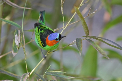 <i class='fa fa-user'></i>&nbsp;Brasil&nbsp;|   Roodnektangare&nbsp; <i class='fa fa-eye'>&nbsp;326</i> &nbsp;<i class='fa fa-thumbs-up'>&nbsp;1</i> &nbsp; <i class='fa fa-comment-o'>&nbsp;3</i>