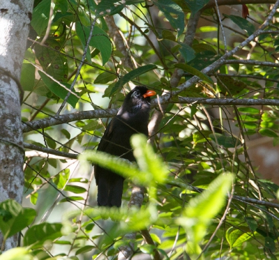 <i class='fa fa-user'></i>&nbsp;Kees de Jager&nbsp;|   Zwarte Lijstergaai&nbsp; <i class='fa fa-eye'>&nbsp;203</i> &nbsp; <i class='fa fa-comment-o'>&nbsp;1</i>