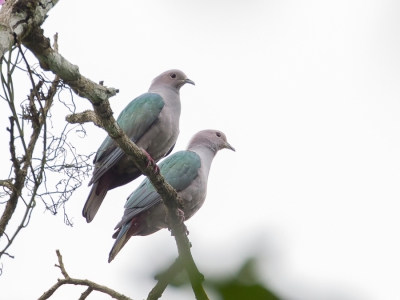 <i class='fa fa-user'></i>&nbsp;Paul van Giersbergen&nbsp;|   Groene Muskaatduif&nbsp; <i class='fa fa-eye'>&nbsp;231</i> &nbsp; <i class='fa fa-comment-o'>&nbsp;0</i>