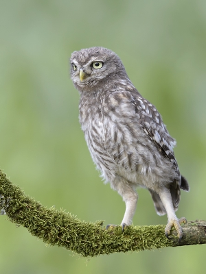 <i class='fa fa-user'></i>&nbsp;Henk Laverman&nbsp;|   Steenuil&nbsp; <i class='fa fa-eye'>&nbsp;444</i> &nbsp; <i class='fa fa-comment-o'>&nbsp;8</i>