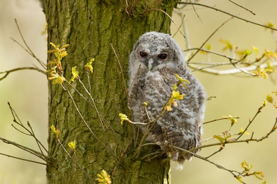 <i class='fa fa-user'></i>&nbsp;Hans Reitsma&nbsp;|   Bosuil&nbsp; <i class='fa fa-eye'>&nbsp;593</i> &nbsp;<i class='fa fa-thumbs-up'>&nbsp;6</i> &nbsp; <i class='fa fa-comment-o'>&nbsp;10</i>