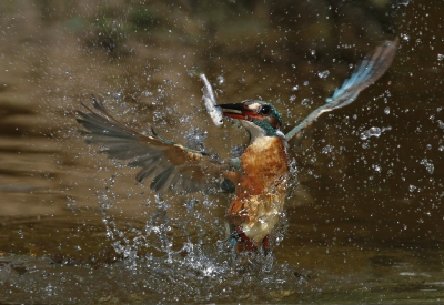 <i class='fa fa-user'></i>&nbsp;Gejo Wassink&nbsp;|   IJsvogel&nbsp; <i class='fa fa-eye'>&nbsp;1401</i> &nbsp;<i class='fa fa-thumbs-up'>&nbsp;42</i> &nbsp; <i class='fa fa-comment-o'>&nbsp;35</i>