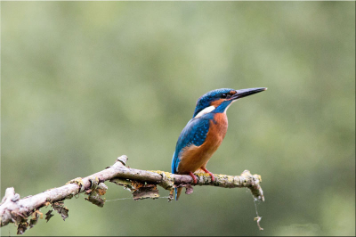 Bij de voormalige steenfabriek bij Windesheim, in de uiterwaarden van de IJssel, vindt u binnendijks gelegen tichelgaten, moerassen en weilanden. Bij de tichelgaten zijn twee vogelkijkhutten, een daarvan is De IJsvogel. Zoals de naam van de hut al suggereert, maakt u bij De IJsvogel inderdaad kans op het zien van een ijsvogel.