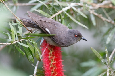 <i class='fa fa-user'></i>&nbsp;Kees de Jager&nbsp;|   Langstaartsibia&nbsp; <i class='fa fa-eye'>&nbsp;215</i> &nbsp; <i class='fa fa-comment-o'>&nbsp;1</i>