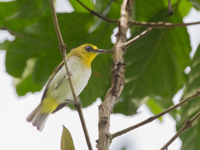 <i class='fa fa-user'></i>&nbsp;Paul van Giersbergen&nbsp;|   Makassarbrilvogel&nbsp; <i class='fa fa-eye'>&nbsp;195</i> &nbsp; <i class='fa fa-comment-o'>&nbsp;1</i>