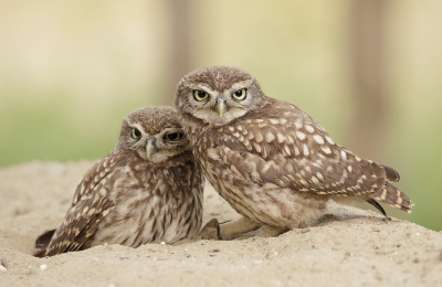 <i class='fa fa-user'></i>&nbsp;Kees Kroon&nbsp;|   Steenuil&nbsp; <i class='fa fa-eye'>&nbsp;780</i> &nbsp;<i class='fa fa-thumbs-up'>&nbsp;20</i> &nbsp; <i class='fa fa-comment-o'>&nbsp;26</i>