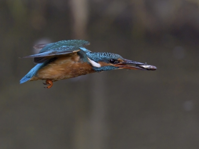 <i class='fa fa-user'></i>&nbsp;Henk Laverman&nbsp;|   IJsvogel&nbsp; <i class='fa fa-eye'>&nbsp;617</i> &nbsp;<i class='fa fa-thumbs-up'>&nbsp;8</i> &nbsp; <i class='fa fa-comment-o'>&nbsp;12</i>