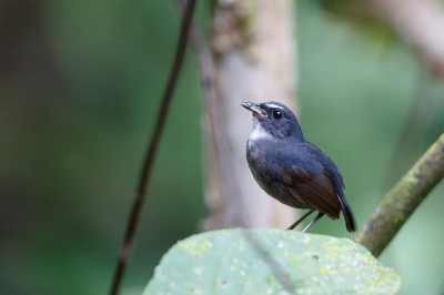 <i class='fa fa-user'></i>&nbsp;Kees de Jager&nbsp;|   Kleine Kortvleugel&nbsp; <i class='fa fa-eye'>&nbsp;218</i> &nbsp; <i class='fa fa-comment-o'>&nbsp;2</i>