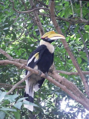 <i class='fa fa-user'></i> bram | Dubbelhoornige Neushoornvogel  <i class='fa fa-eye'> 589</i>  <i class='fa fa-thumbs-up'> 1</i>   <i class='fa fa-comment-o'> 0</i>