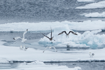 <i class='fa fa-user'></i>&nbsp;Arjen Drost&nbsp;|   Middelste Jager&nbsp; <i class='fa fa-eye'>&nbsp;325</i> &nbsp; <i class='fa fa-comment-o'>&nbsp;4</i>