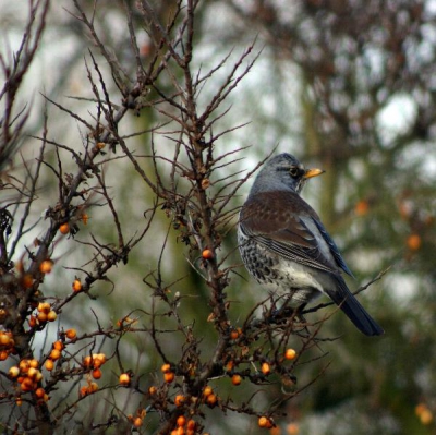 Foto gemaakt met Canon eos 300d .
Focuslengte 300.0mm  o.oo65(1/160)
f/5.6   iso 400