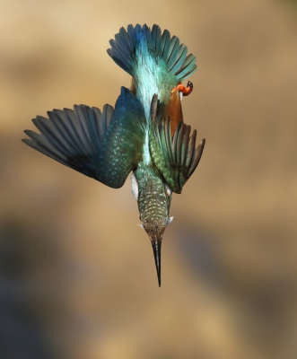 <i class='fa fa-user'></i>&nbsp;Gejo Wassink&nbsp;|   IJsvogel&nbsp; <i class='fa fa-eye'>&nbsp;786</i> &nbsp;<i class='fa fa-thumbs-up'>&nbsp;13</i> &nbsp; <i class='fa fa-comment-o'>&nbsp;16</i>