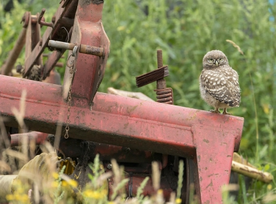 <i class='fa fa-user'></i>&nbsp;dennisstronks&nbsp;|   Steenuil&nbsp; <i class='fa fa-eye'>&nbsp;436</i> &nbsp;<i class='fa fa-thumbs-up'>&nbsp;1</i> &nbsp; <i class='fa fa-comment-o'>&nbsp;5</i>