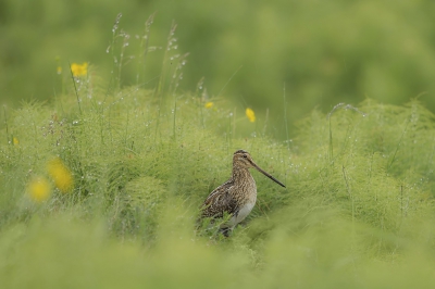 Het help natuurlijk om in landen te komen waar soorten wat algemener zijn dan hier in Nederland. In IJsland zijn we heel wat Watersnippen tegen gekomen, maar deze ging er in het natgeregende gras wel heel fijn voor zitten.