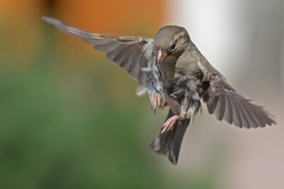 <i class='fa fa-user'></i>&nbsp;Peter Stam&nbsp;|   Huismus&nbsp; <i class='fa fa-eye'>&nbsp;520</i> &nbsp;<i class='fa fa-thumbs-up'>&nbsp;7</i> &nbsp; <i class='fa fa-comment-o'>&nbsp;17</i>