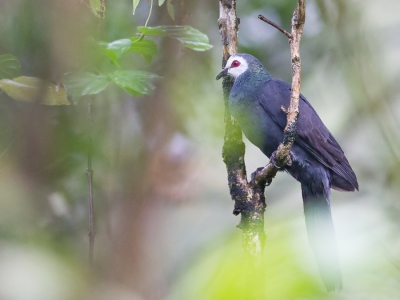 <i class='fa fa-user'></i>&nbsp;Paul van Giersbergen&nbsp;|   Witmaskerkoekoeksduif&nbsp; <i class='fa fa-eye'>&nbsp;219</i> &nbsp; <i class='fa fa-comment-o'>&nbsp;5</i>