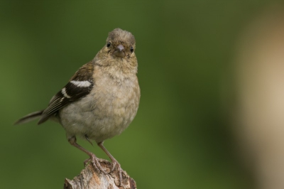 Bij thuiskomst viel mij de nieuwsgierige blik van deze vink pas op.