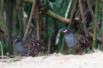 <i class='fa fa-user'></i>&nbsp;Kees de Jager&nbsp;|   Maleise Bospatrijs&nbsp; <i class='fa fa-eye'>&nbsp;202</i> &nbsp; <i class='fa fa-comment-o'>&nbsp;1</i>