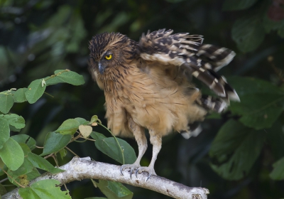 <i class='fa fa-user'></i>&nbsp;Thomas Luiten&nbsp;|   Maleise Visuil&nbsp; <i class='fa fa-eye'>&nbsp;316</i> &nbsp;<i class='fa fa-thumbs-up'>&nbsp;1</i> &nbsp; <i class='fa fa-comment-o'>&nbsp;5</i>