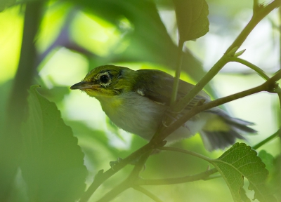 <i class='fa fa-user'></i>&nbsp;hansgans&nbsp;|   Japanse Brilvogel&nbsp; <i class='fa fa-eye'>&nbsp;161</i> &nbsp; <i class='fa fa-comment-o'>&nbsp;0</i>