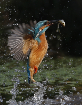 <i class='fa fa-user'></i>&nbsp;Gejo Wassink&nbsp;|   IJsvogel&nbsp; <i class='fa fa-eye'>&nbsp;796</i> &nbsp;<i class='fa fa-thumbs-up'>&nbsp;24</i> &nbsp; <i class='fa fa-comment-o'>&nbsp;22</i>