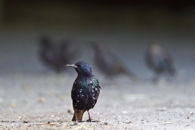 <i class='fa fa-user'></i>&nbsp;vanmarle&nbsp;|   Spreeuw&nbsp; <i class='fa fa-eye'>&nbsp;300</i> &nbsp;<i class='fa fa-thumbs-up'>&nbsp;2</i> &nbsp; <i class='fa fa-comment-o'>&nbsp;3</i>