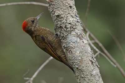 <i class='fa fa-user'></i>&nbsp;Martjan Lammertink&nbsp;|   Musspecht&nbsp; <i class='fa fa-eye'>&nbsp;288</i> &nbsp;<i class='fa fa-thumbs-up'>&nbsp;1</i> &nbsp; <i class='fa fa-comment-o'>&nbsp;6</i>