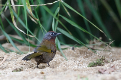 <i class='fa fa-user'></i>&nbsp;Kees de Jager&nbsp;|   Maleise Lijstergaai&nbsp; <i class='fa fa-eye'>&nbsp;219</i> &nbsp; <i class='fa fa-comment-o'>&nbsp;1</i>