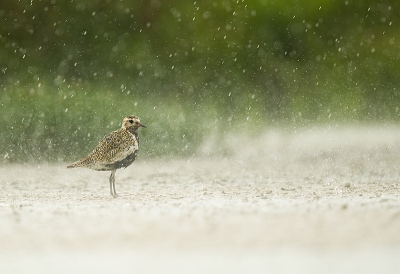 <i class='fa fa-user'></i>&nbsp;Wilfried Solarz&nbsp;|   Goudplevier&nbsp; <i class='fa fa-eye'>&nbsp;404</i> &nbsp;<i class='fa fa-thumbs-up'>&nbsp;10</i> &nbsp; <i class='fa fa-comment-o'>&nbsp;12</i>