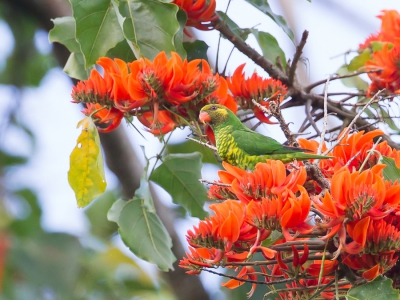 <i class='fa fa-user'></i>&nbsp;Paul van Giersbergen&nbsp;|   Geelgroene Lori&nbsp; <i class='fa fa-eye'>&nbsp;220</i> &nbsp; <i class='fa fa-comment-o'>&nbsp;2</i>