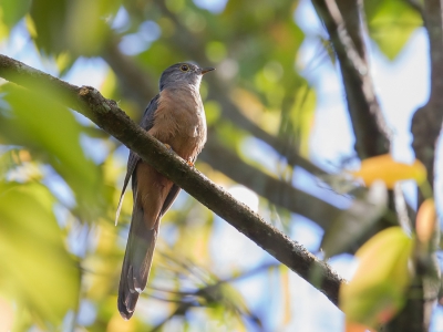 <i class='fa fa-user'></i>&nbsp;Paul van Giersbergen&nbsp;|   Indonesische Koekoek&nbsp; <i class='fa fa-eye'>&nbsp;209</i> &nbsp; <i class='fa fa-comment-o'>&nbsp;3</i>