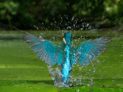 IJsvogel foto is genomen vanuit de IJsvogel hut van Jeroen Stel. De IJsvogel komt hier net uit het water met veel spetters