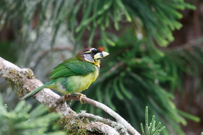 <i class='fa fa-user'></i>&nbsp;Kees de Jager&nbsp;|   Vuurpluimbaardvogel&nbsp; <i class='fa fa-eye'>&nbsp;172</i> &nbsp; <i class='fa fa-comment-o'>&nbsp;1</i>