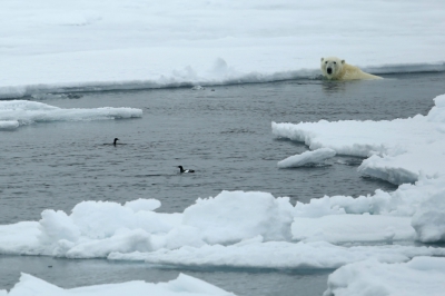 <i class='fa fa-user'></i>&nbsp;Frank Kremer&nbsp;|   Zwarte Zeekoet&nbsp; <i class='fa fa-eye'>&nbsp;314</i> &nbsp;<i class='fa fa-thumbs-up'>&nbsp;2</i> &nbsp; <i class='fa fa-comment-o'>&nbsp;10</i>