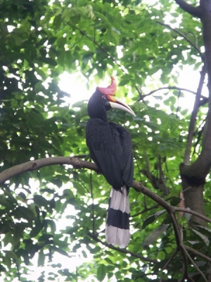 <i class='fa fa-user'></i> bram | Gewone Neushoornvogel  <i class='fa fa-eye'> 482</i>   <i class='fa fa-comment-o'> 1</i>