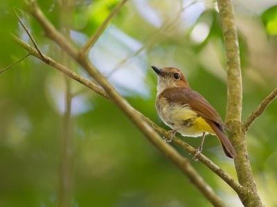 <i class='fa fa-user'></i>&nbsp;Paul van Giersbergen&nbsp;|   Zwavelbuikfluiter&nbsp; <i class='fa fa-eye'>&nbsp;160</i> &nbsp; <i class='fa fa-comment-o'>&nbsp;0</i>