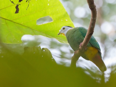 <i class='fa fa-user'></i>&nbsp;Paul van Giersbergen&nbsp;|   Zwartnekjufferduif&nbsp; <i class='fa fa-eye'>&nbsp;168</i> &nbsp; <i class='fa fa-comment-o'>&nbsp;1</i>