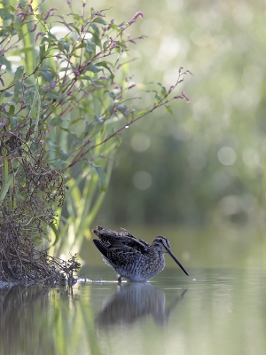<i class='fa fa-user'></i>&nbsp;Henk Laverman&nbsp;|   Watersnip&nbsp; <i class='fa fa-eye'>&nbsp;560</i> &nbsp;<i class='fa fa-thumbs-up'>&nbsp;21</i> &nbsp; <i class='fa fa-comment-o'>&nbsp;23</i>