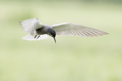 <i class='fa fa-user'></i>&nbsp;christina&nbsp;|   Zwarte Stern&nbsp; <i class='fa fa-eye'>&nbsp;391</i> &nbsp;<i class='fa fa-thumbs-up'>&nbsp;1</i> &nbsp; <i class='fa fa-comment-o'>&nbsp;11</i>