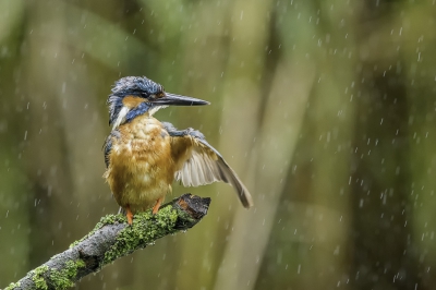 Vandaag ook weer een "mooie" zomerse dag, een beetje regen kan de ijsvogel niet veel schelen die poetst gewoon lekker door.