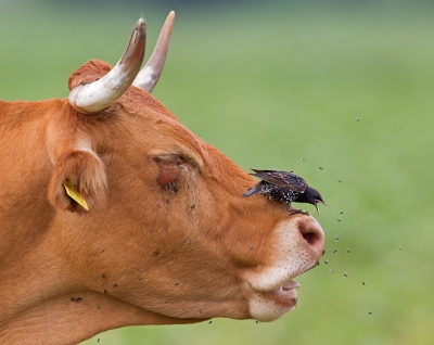 <i class='fa fa-user'></i>&nbsp;Bouke Atema&nbsp;|   Spreeuw&nbsp; <i class='fa fa-eye'>&nbsp;848</i> &nbsp;<i class='fa fa-thumbs-up'>&nbsp;29</i> &nbsp; <i class='fa fa-comment-o'>&nbsp;23</i>