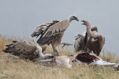 <i class='fa fa-user'></i>&nbsp;Gerard Visser&nbsp;|   Vale Gier&nbsp; <i class='fa fa-eye'>&nbsp;250</i> &nbsp; <i class='fa fa-comment-o'>&nbsp;5</i>