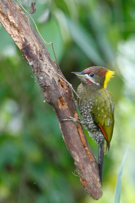 <i class='fa fa-user'></i>&nbsp;Kees de Jager&nbsp;|   Kleine Geelkuifspecht&nbsp; <i class='fa fa-eye'>&nbsp;234</i> &nbsp; <i class='fa fa-comment-o'>&nbsp;6</i>