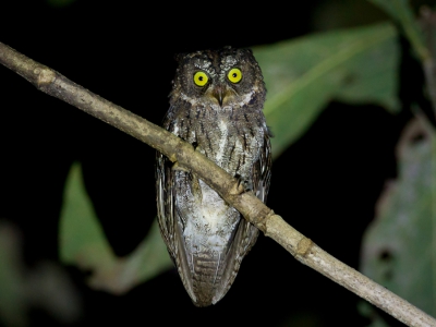 <i class='fa fa-user'></i>&nbsp;Paul van Giersbergen&nbsp;|   Sulawesidwergooruil&nbsp; <i class='fa fa-eye'>&nbsp;226</i> &nbsp;<i class='fa fa-thumbs-up'>&nbsp;1</i> &nbsp; <i class='fa fa-comment-o'>&nbsp;8</i>